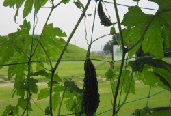 20100706.jpg