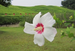 20100707.jpg