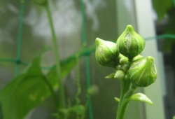 20100709.jpg